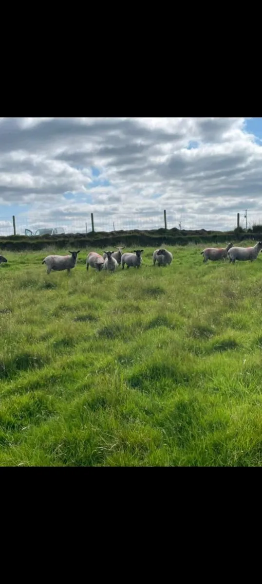 Hoggets - Image 2
