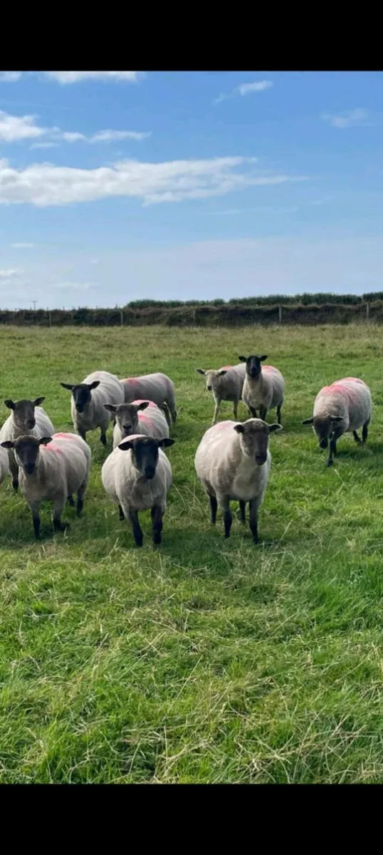 Hoggets - Image 3