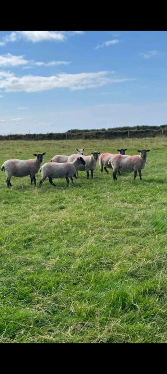 Hoggets - Image 4