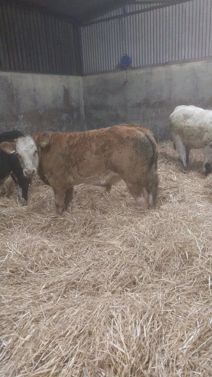 10 Ai Bred Suckler Runners @Tullow mart - Image 2