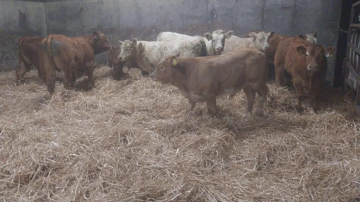 10 Ai Bred Suckler Runners @Tullow mart - Image 3