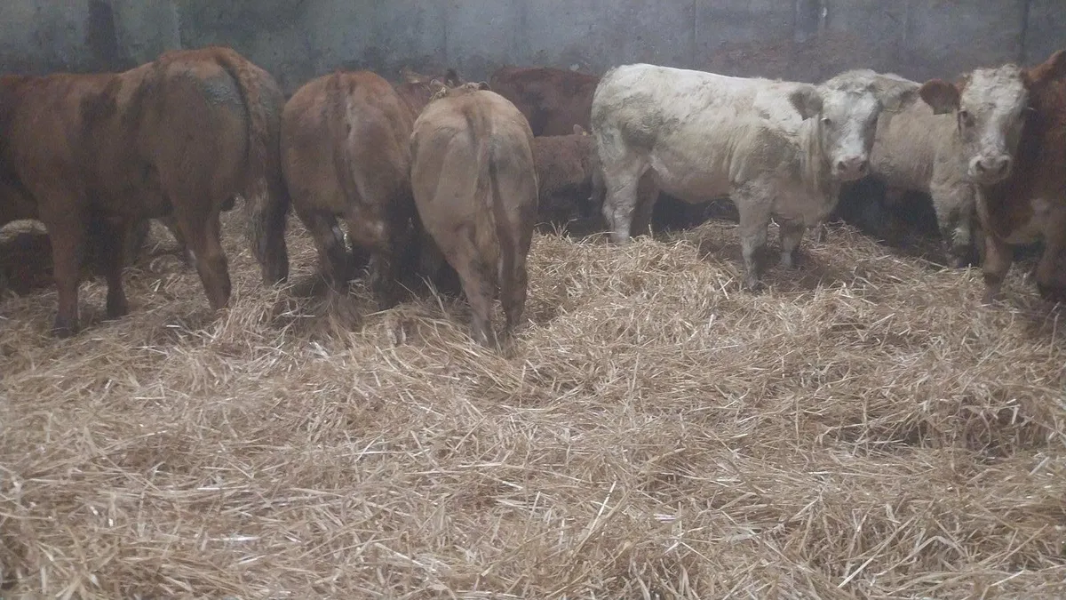 10 Ai Bred Suckler Runners @Tullow mart - Image 4