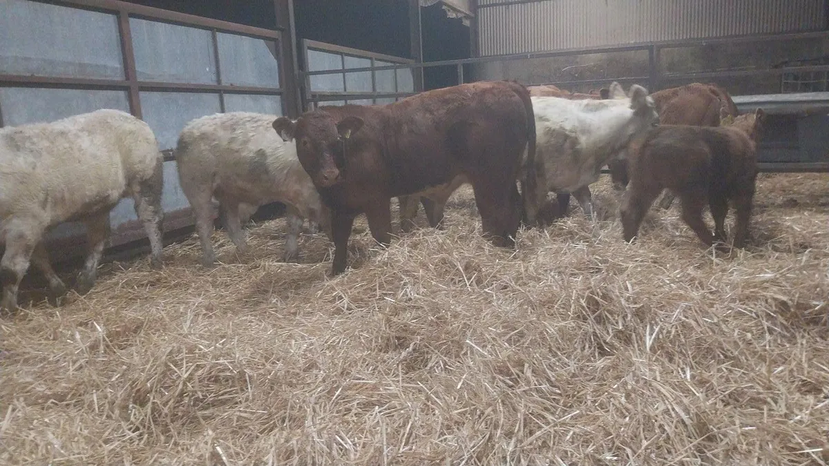 10 Ai Bred Suckler Runners @Tullow mart - Image 1