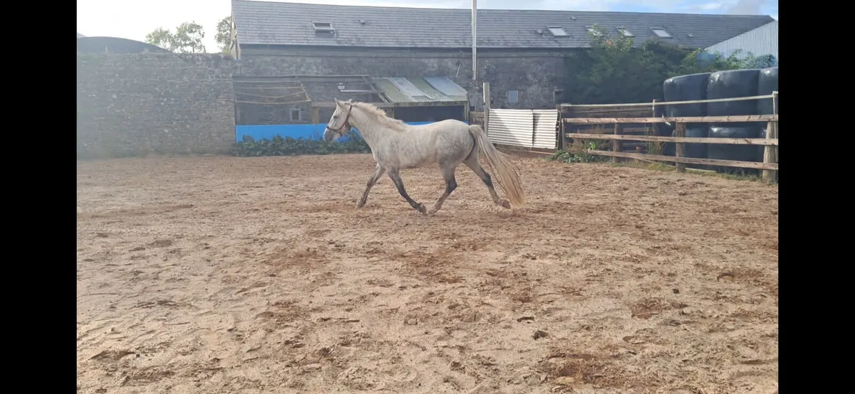 3 year old filly - Image 1