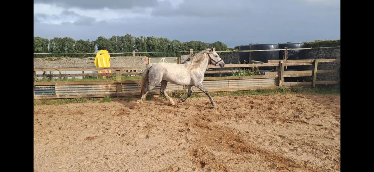 3 year old filly - Image 2