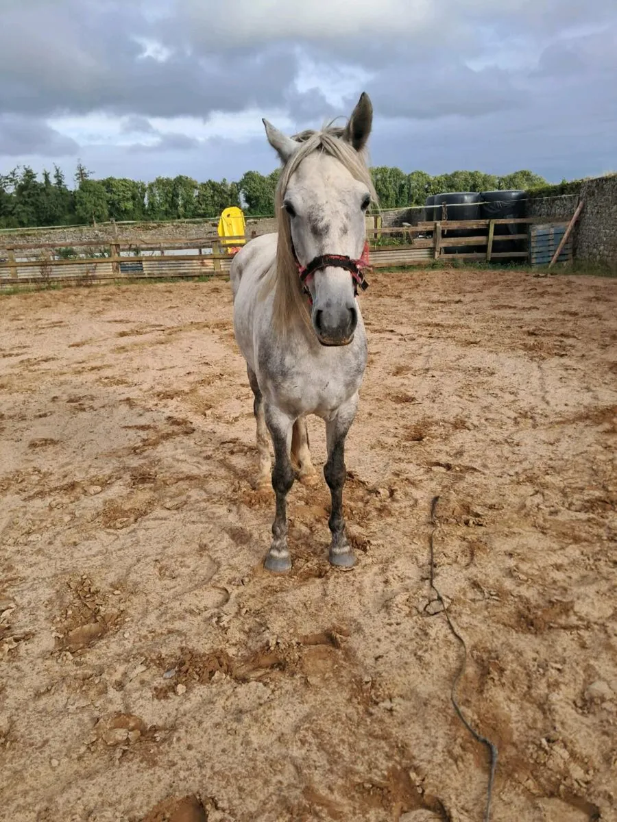 3 year old filly - Image 3