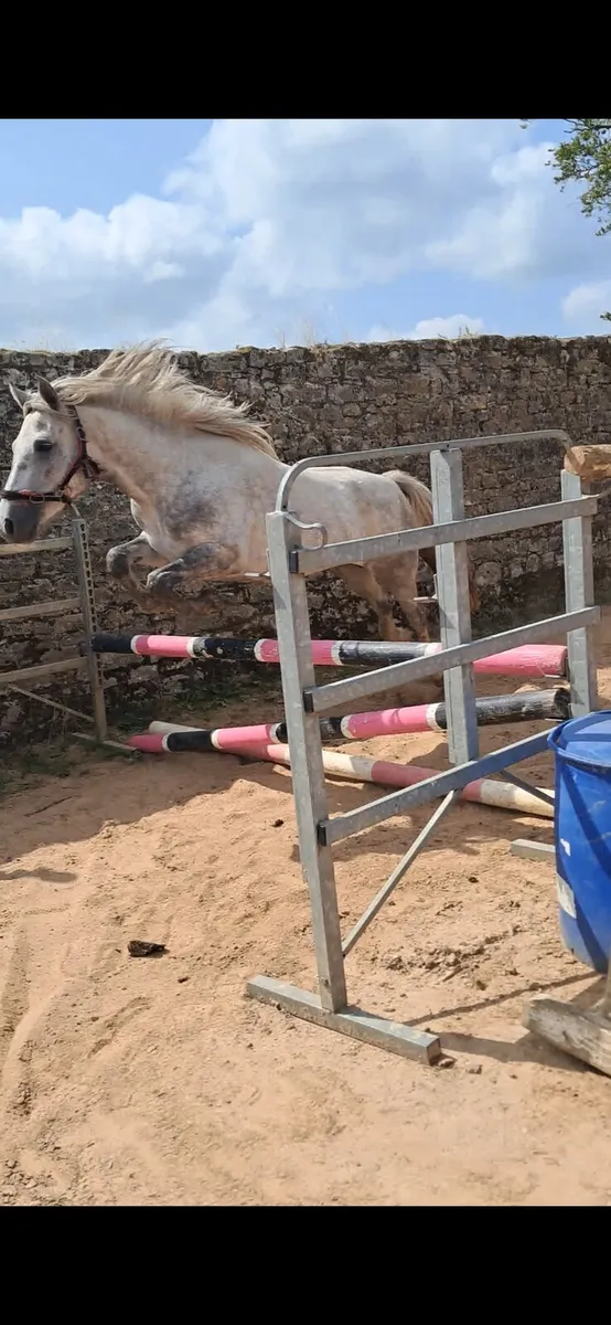 3 year old filly - Image 4