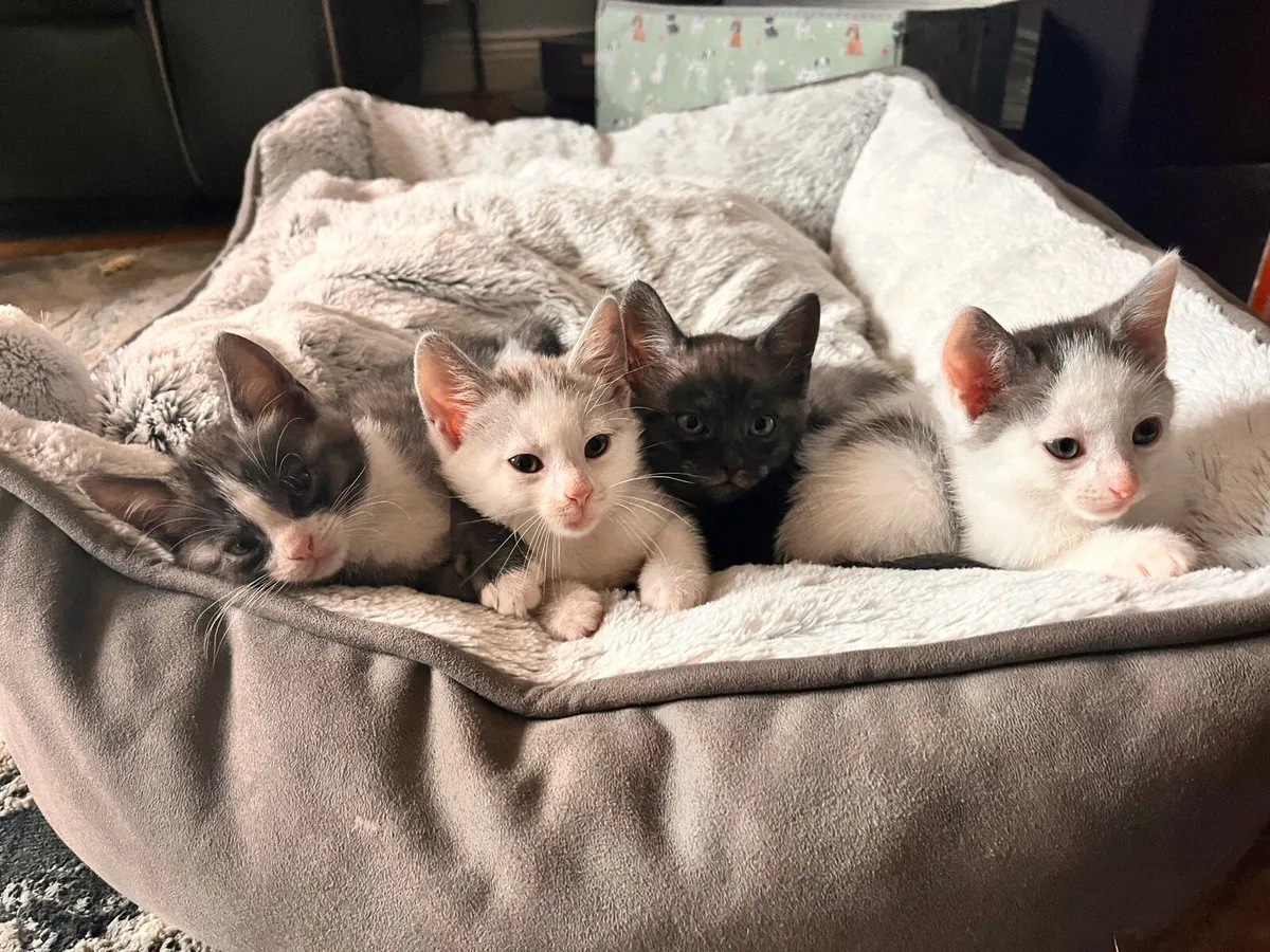 Kittens For Sale - Image 1