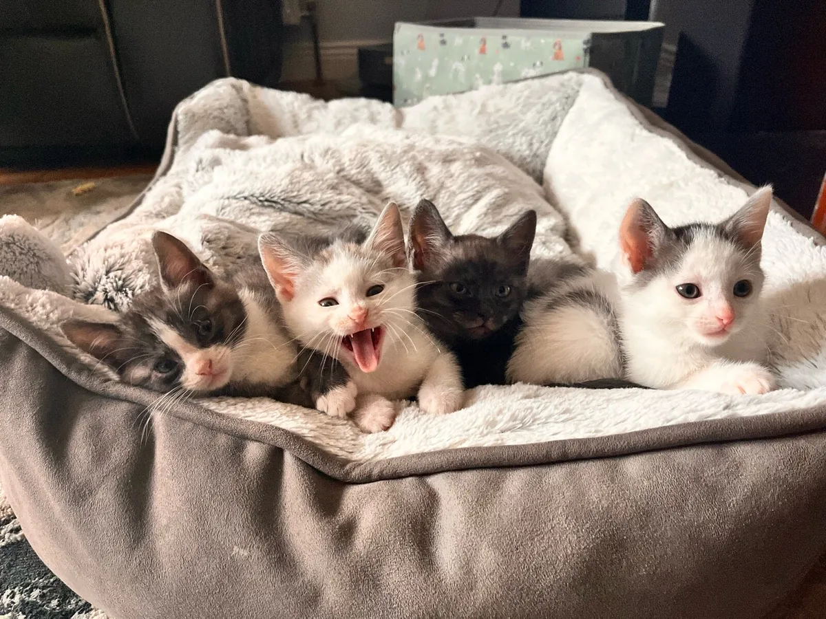 Kittens For Sale - Image 2
