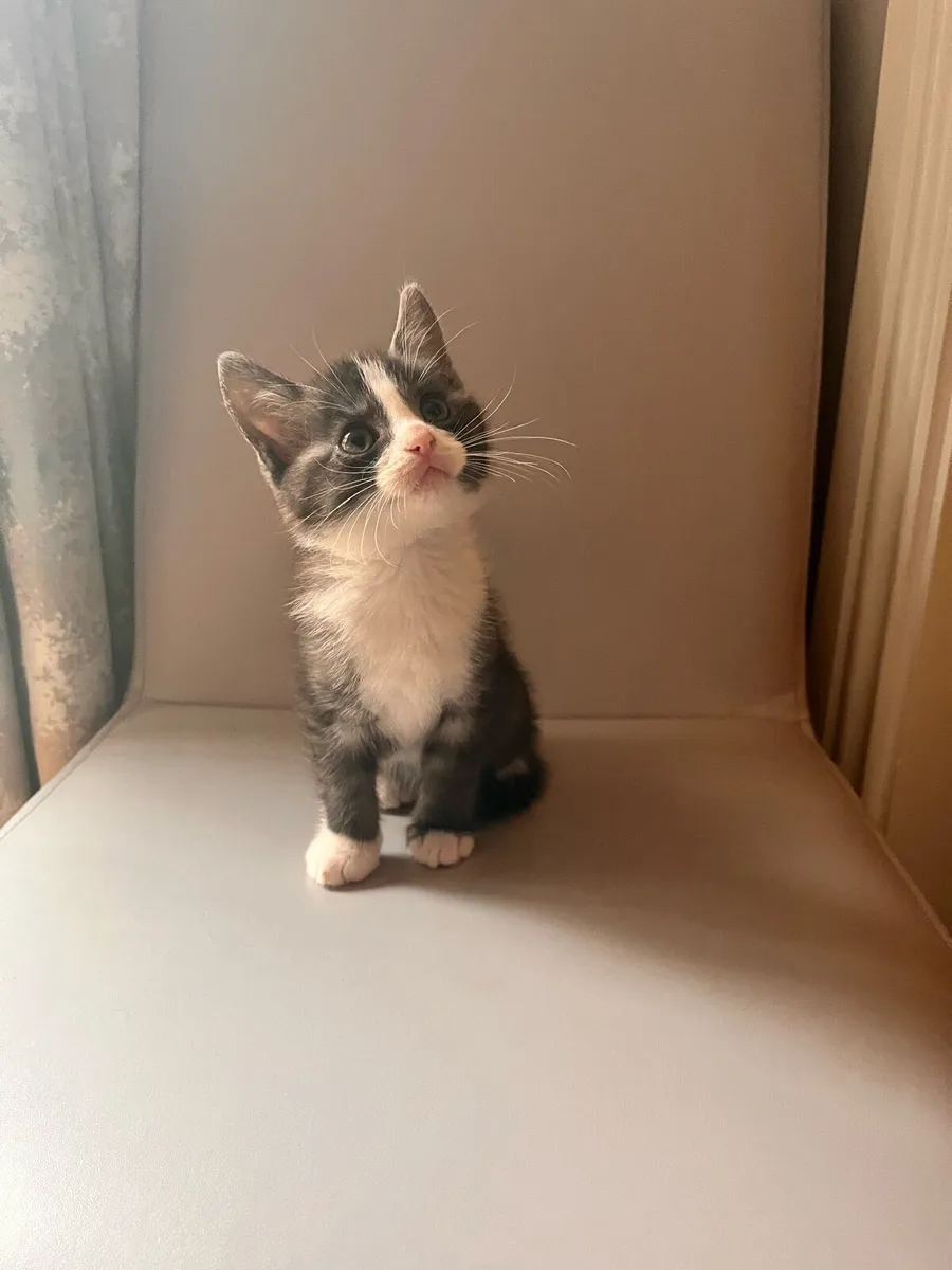 Kittens For Sale - Image 3