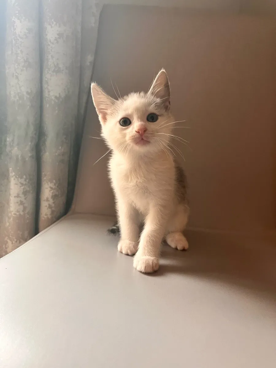 Kittens For Sale - Image 4