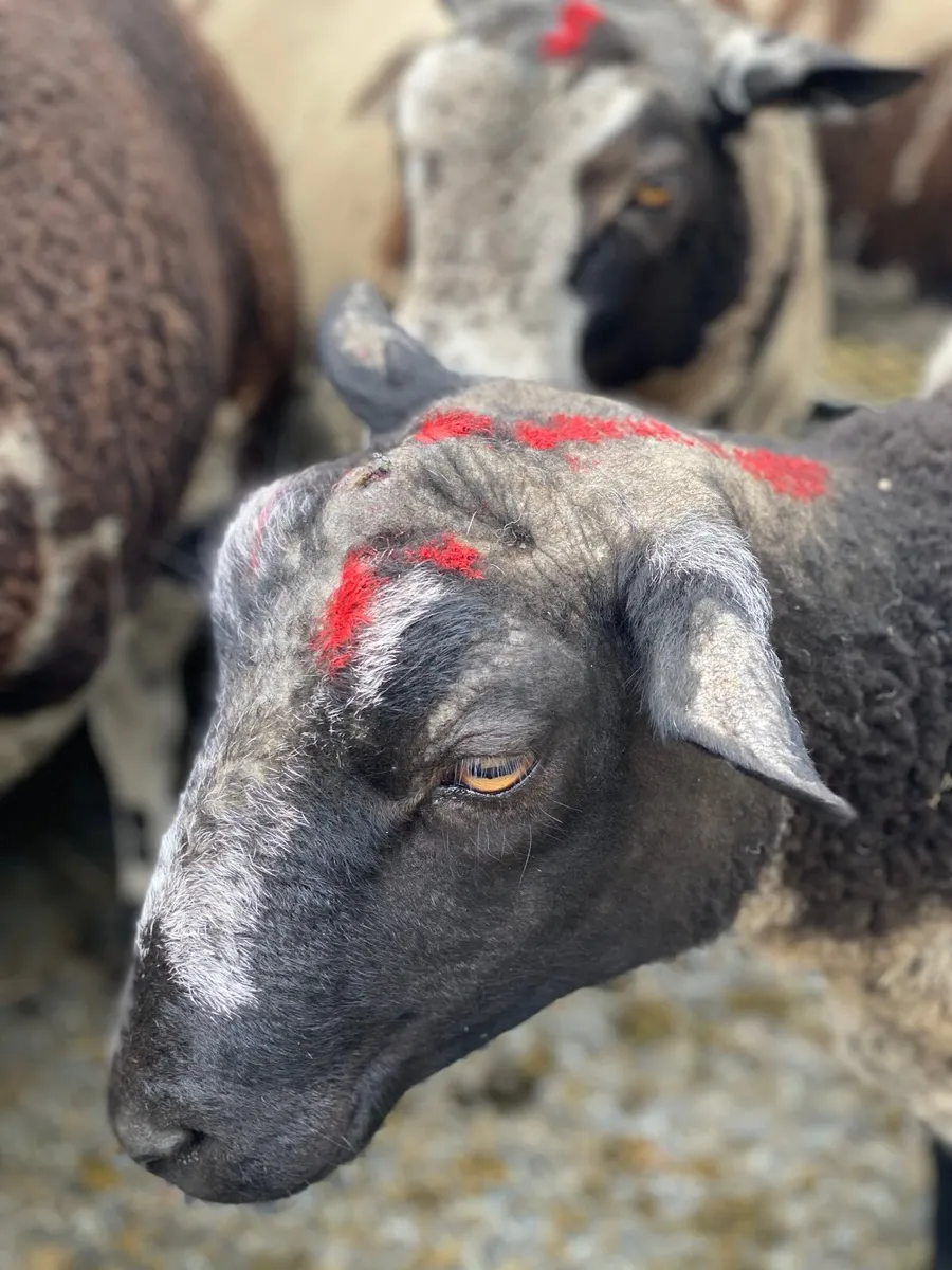 Dutch Spotted PB Rams €500 - Image 2