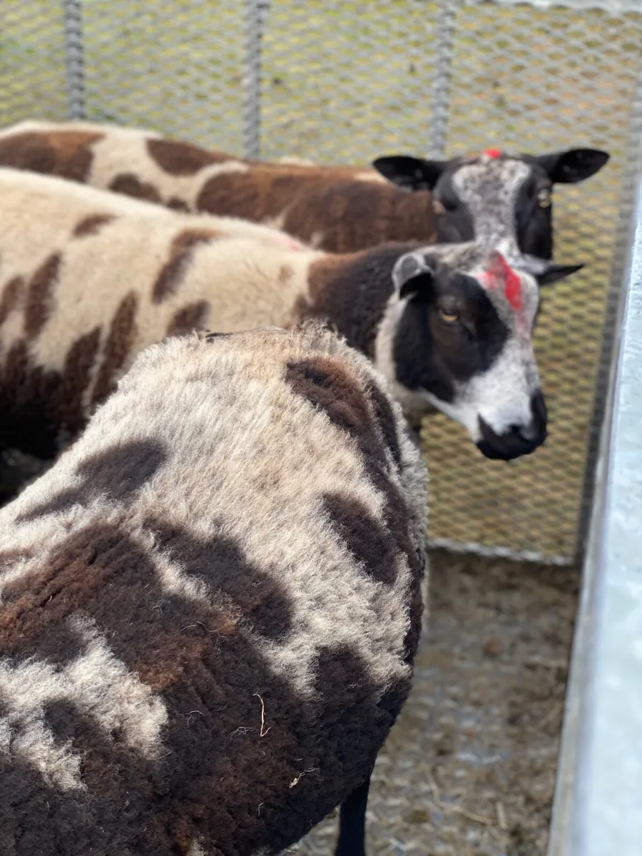 Dutch Spotted PB Rams €500 - Image 3
