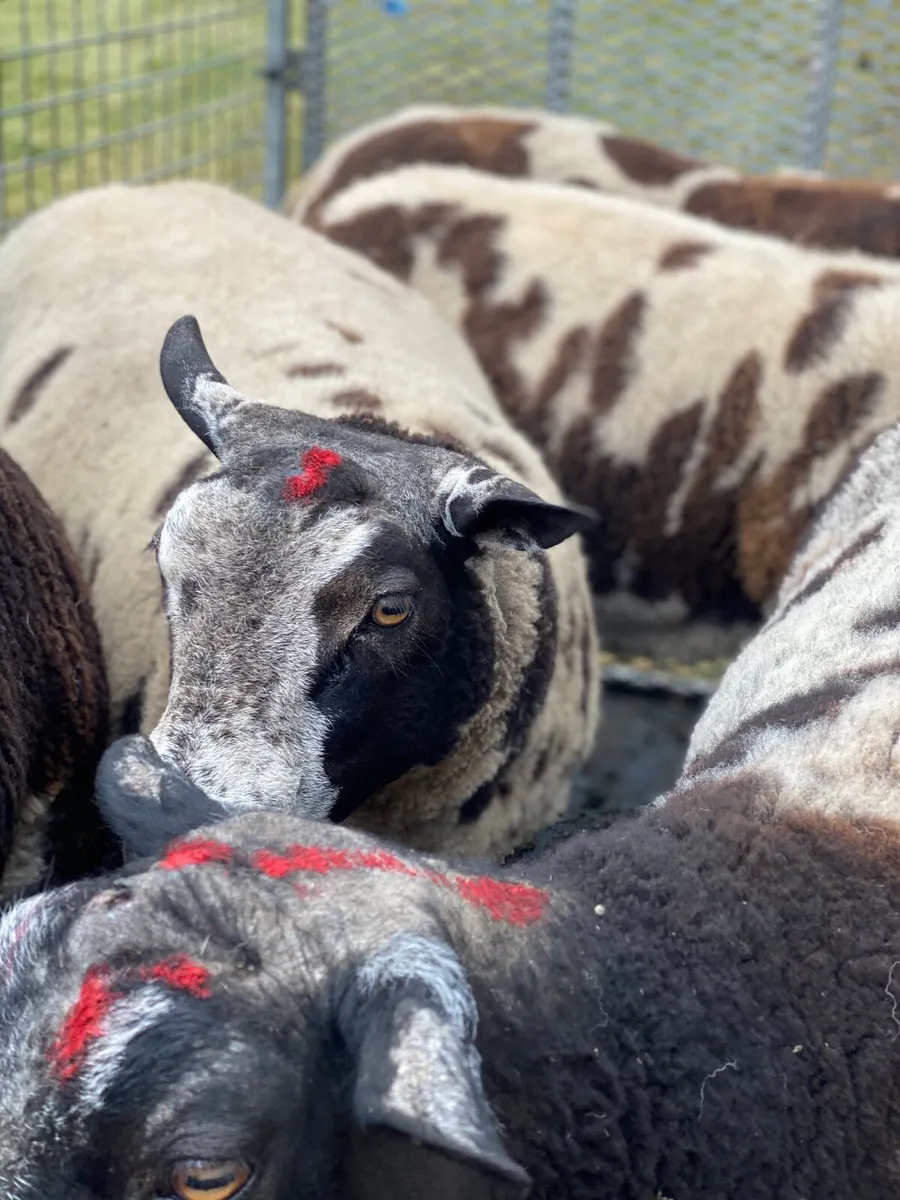 Dutch Spotted PB Rams €500 - Image 1