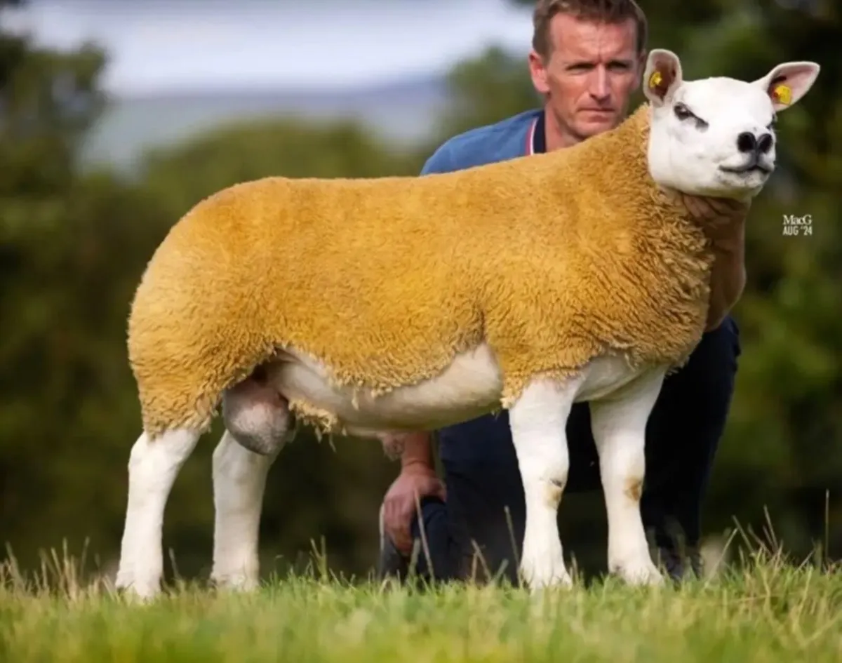 Stock Ram - Connemara Hulk - Image 2