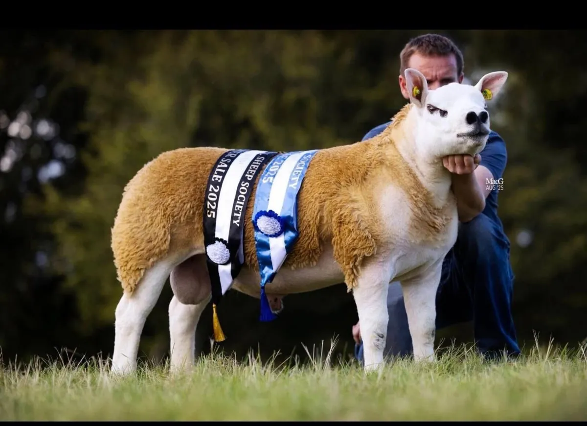 Stock Ram - Connemara Hulk - Image 1