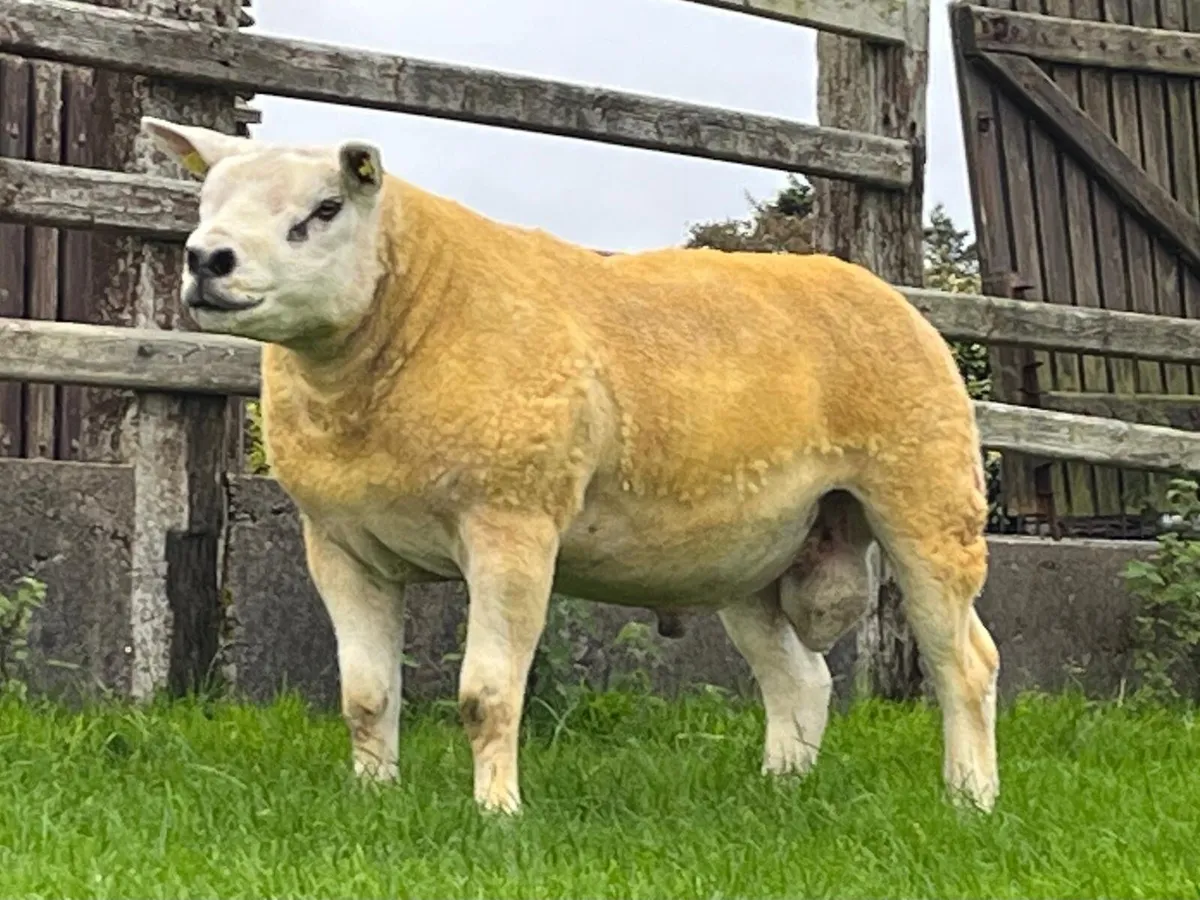 Stock Ram - Connemara Hulk - Image 3