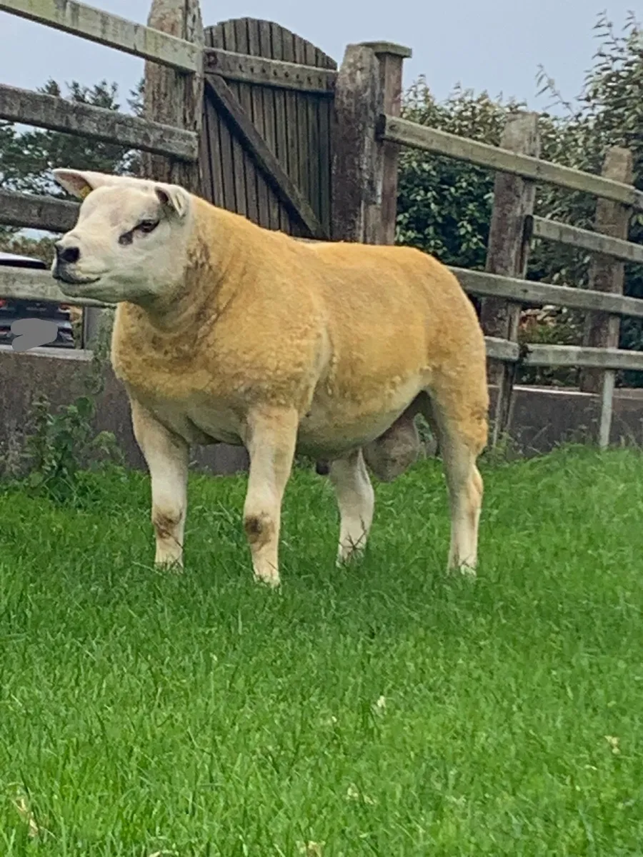 Stock Ram - Connemara Hulk - Image 4