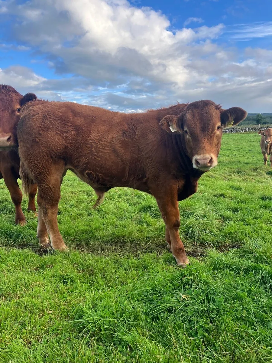 Limousine Bull Weanlings - Image 2