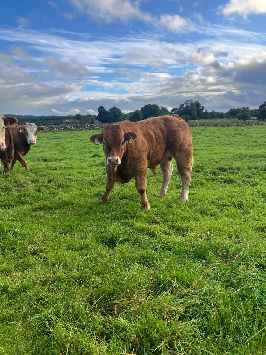 Limousine Bull Weanlings - Image 3