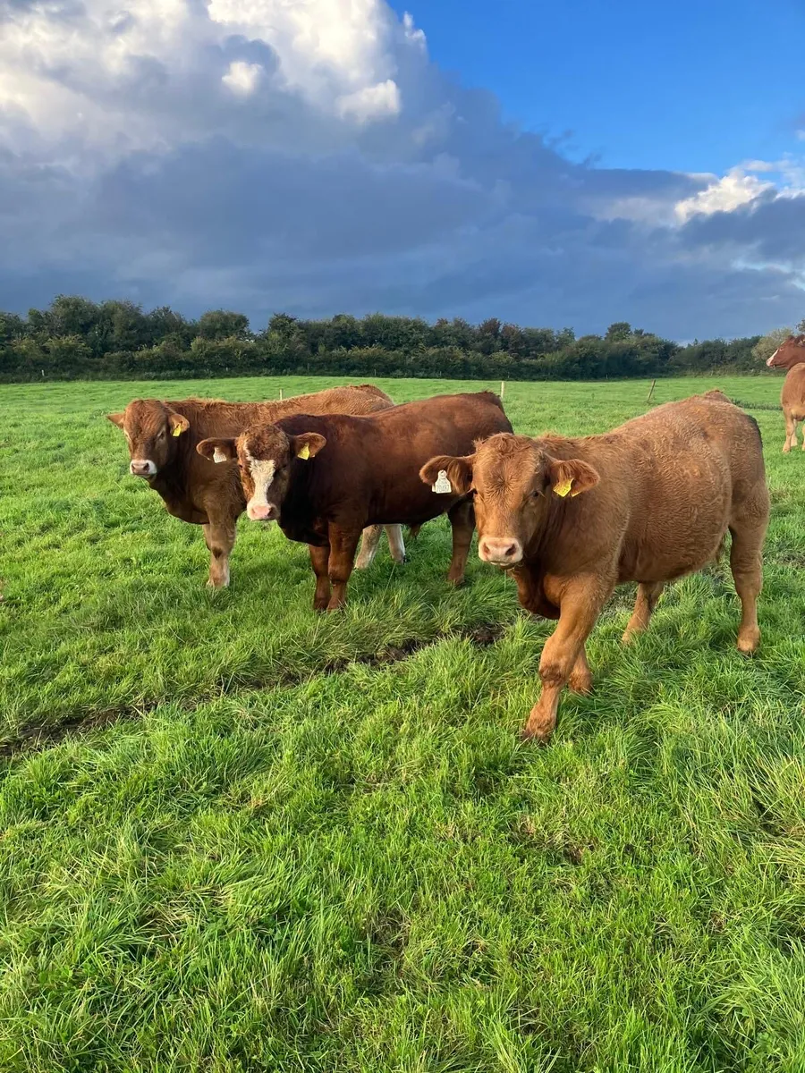 Limousine Bull Weanlings - Image 1