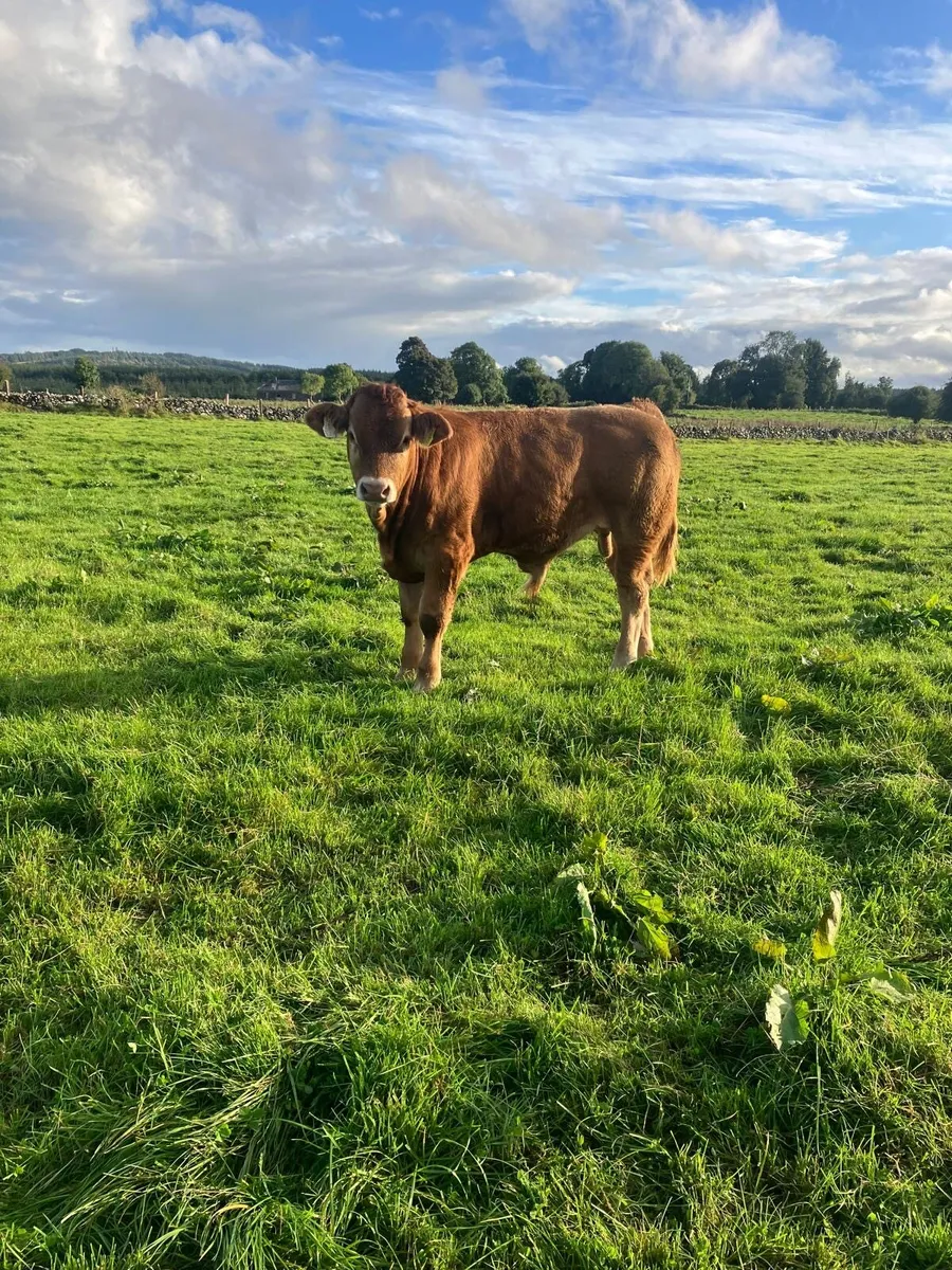 Limousine Bull Weanlings - Image 4