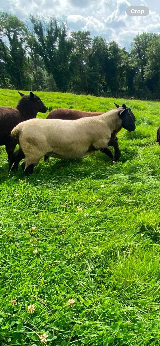 Ewe Hoggets €320 - Image 2