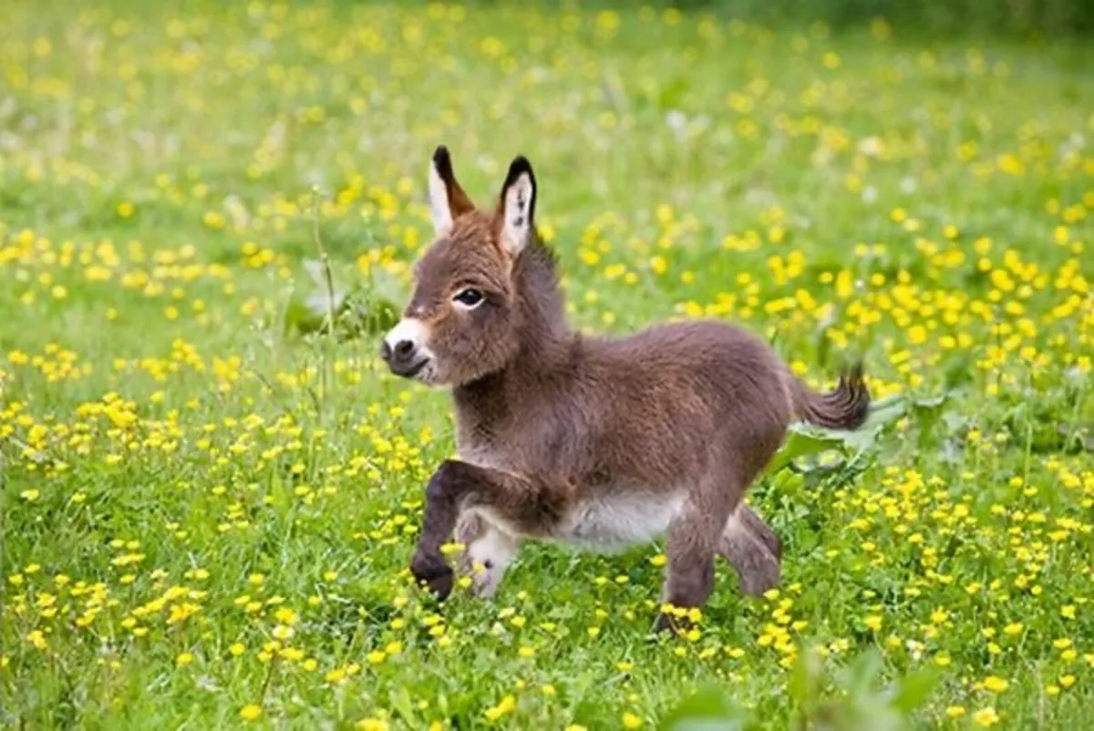 Miniature Donkeys wanted - Image 1