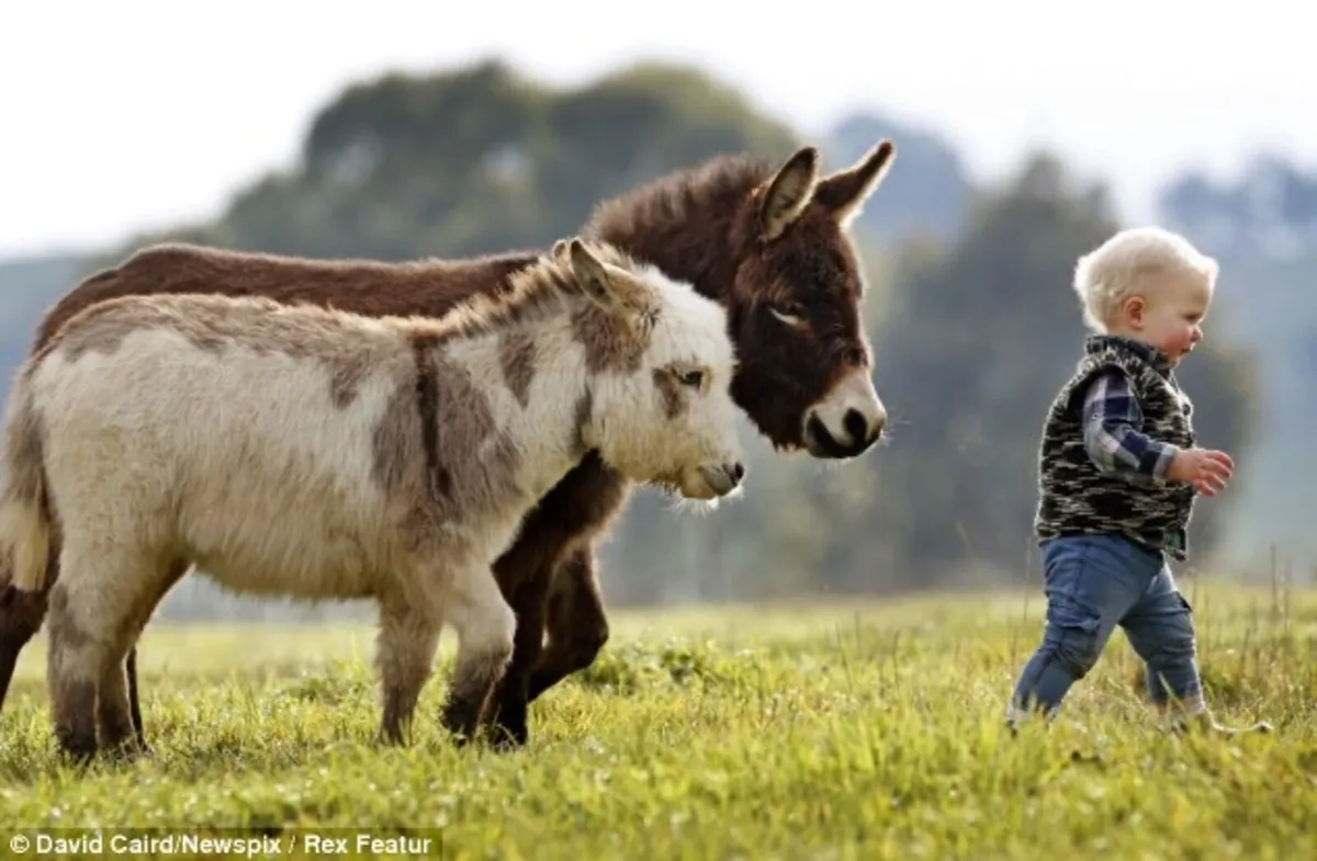 Miniature Donkeys wanted - Image 2