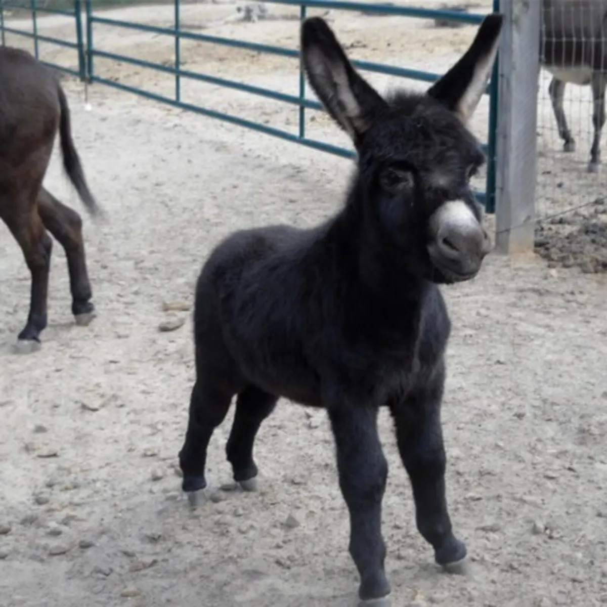 Miniature Donkeys wanted - Image 3