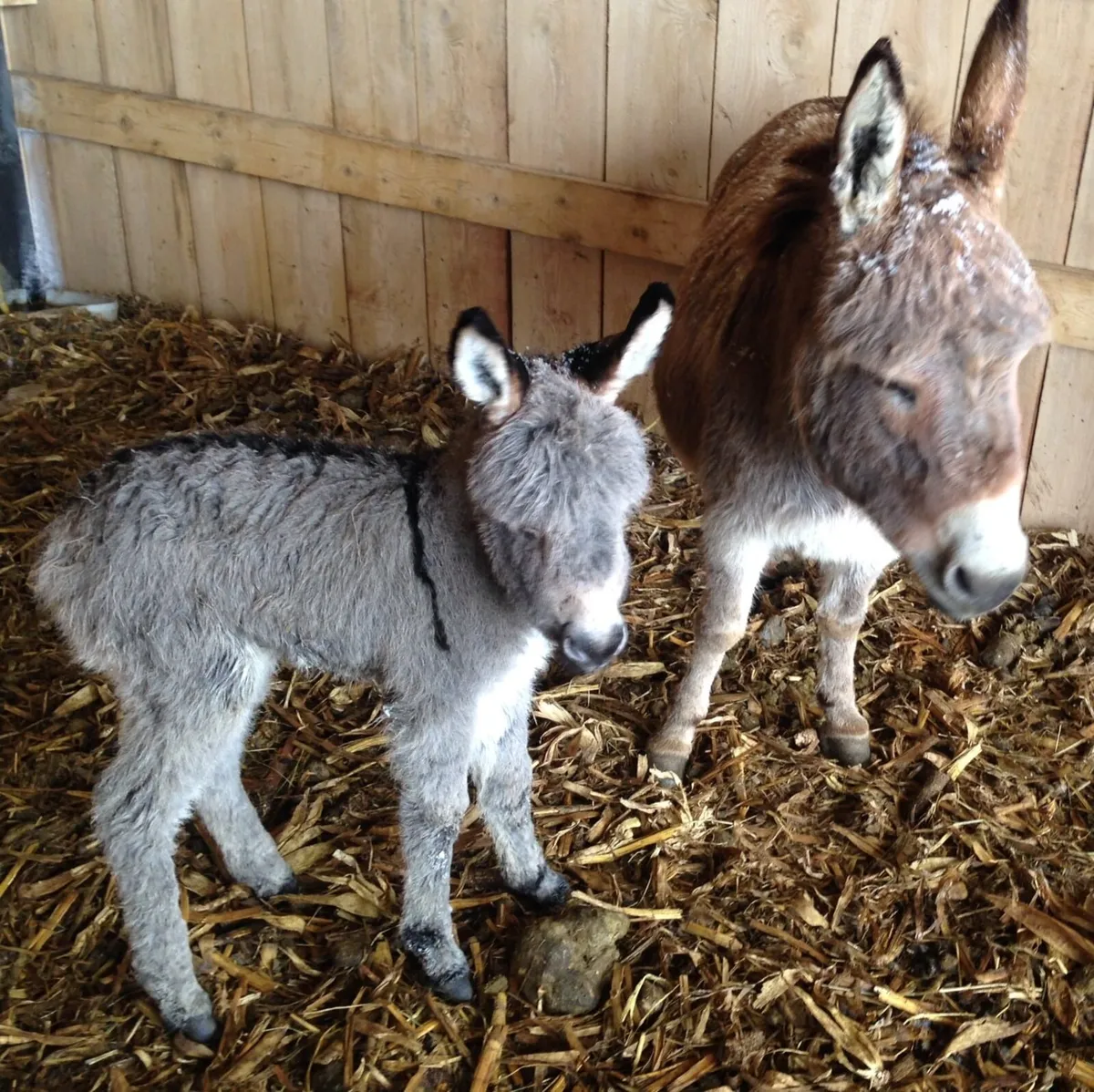 Miniature Donkeys wanted - Image 4