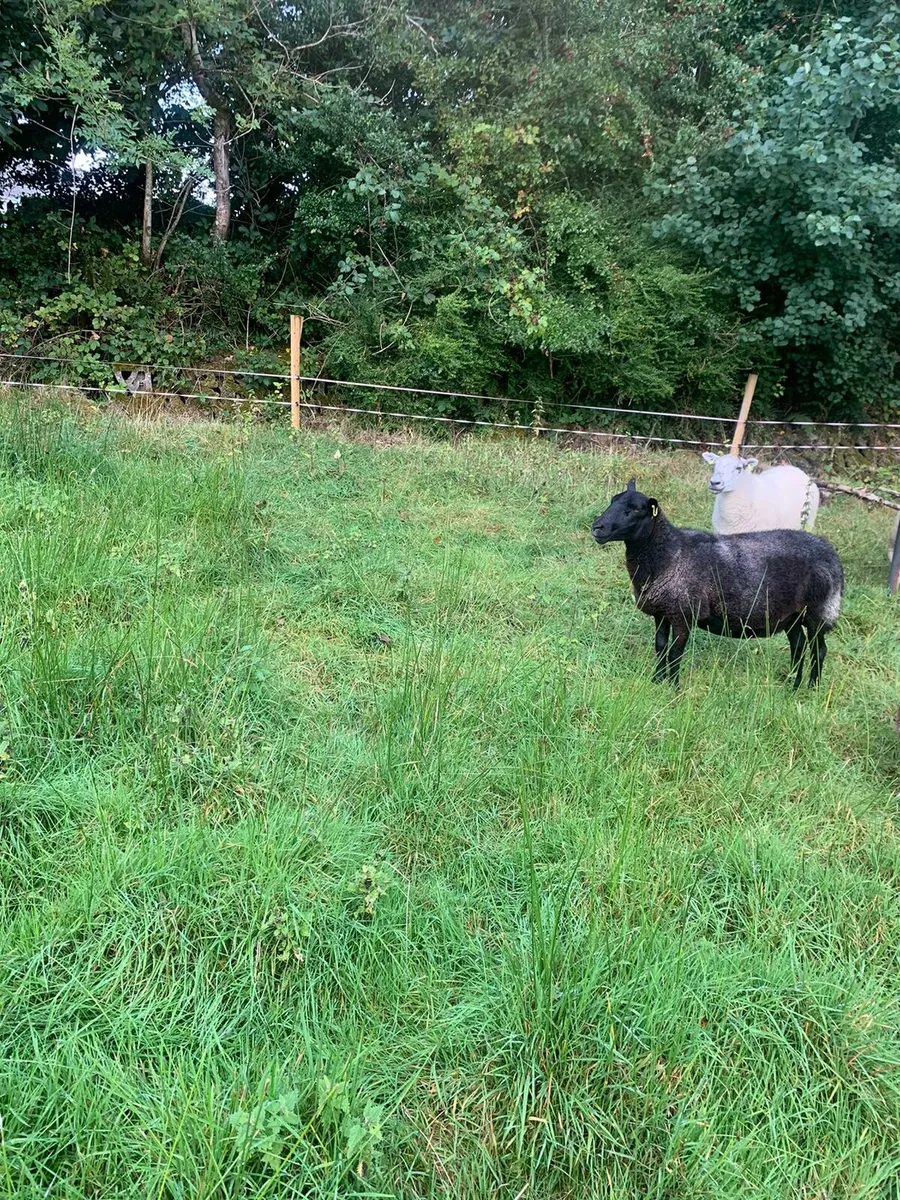 2 Breeding Ewes - Image 2