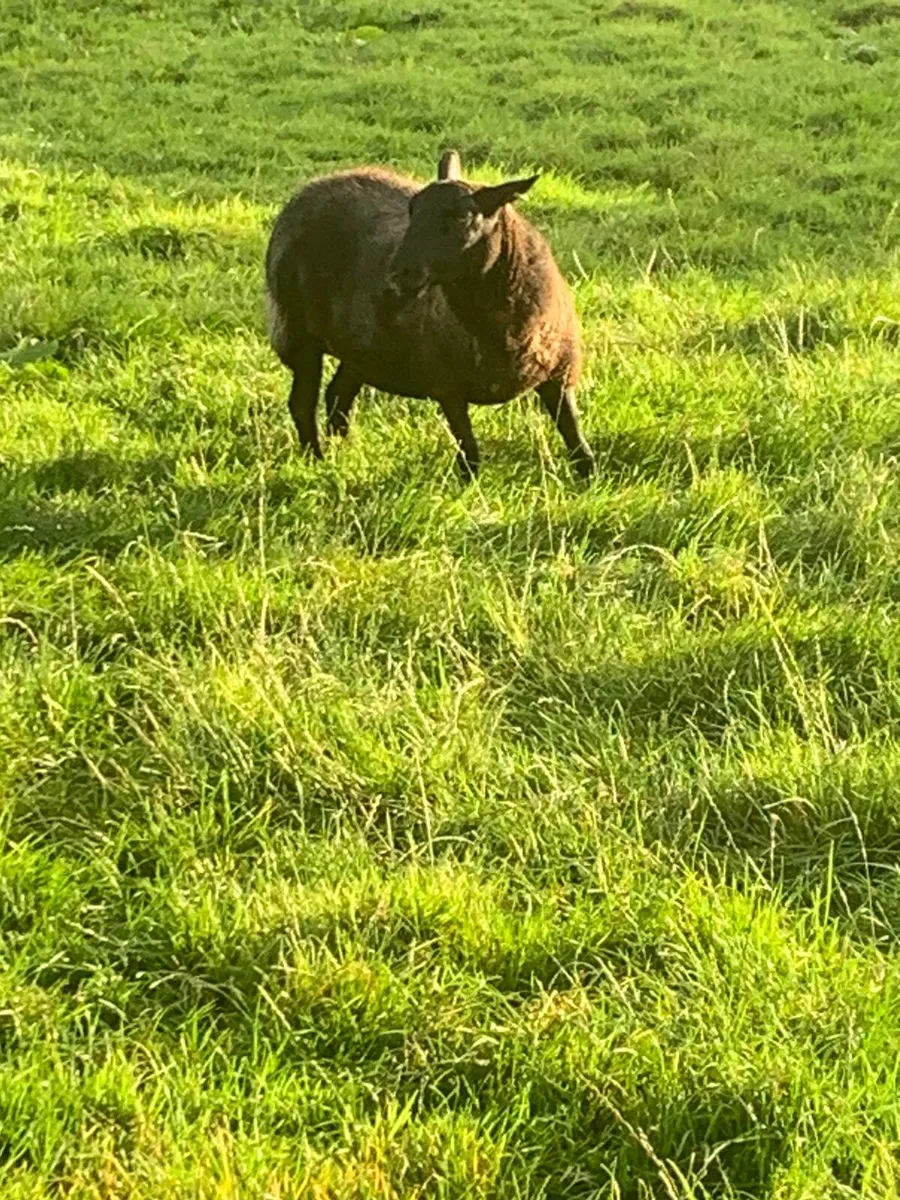 2 Breeding Ewes - Image 1
