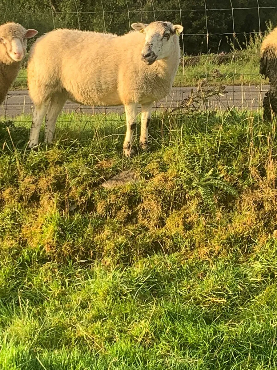 2 Breeding Ewes - Image 3