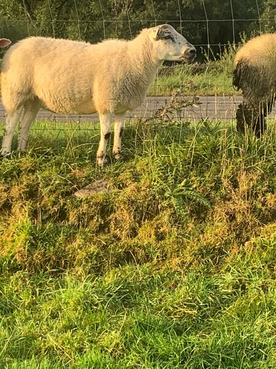 2 Breeding Ewes - Image 4