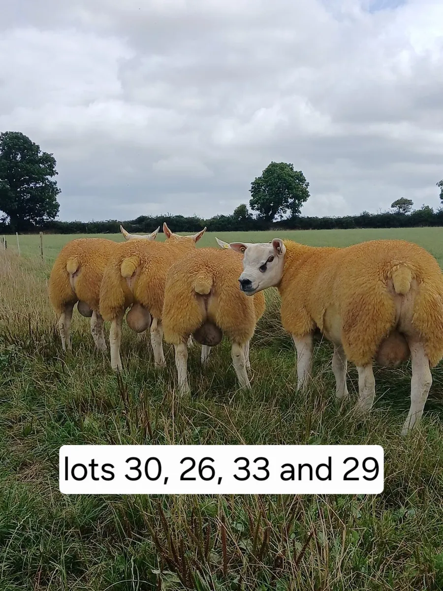 Suffolk and Texel Rams Milltown Mart - Image 1
