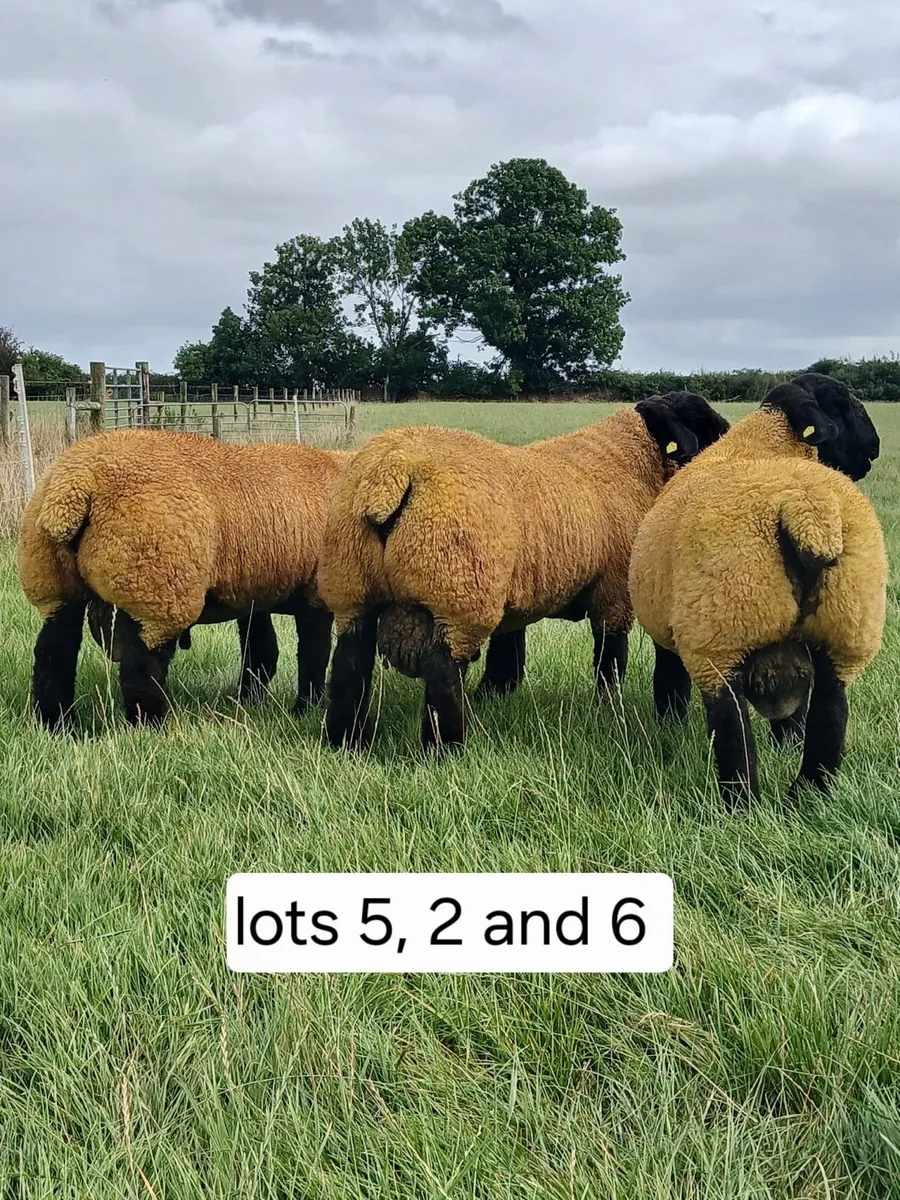 Suffolk and Texel Rams Milltown Mart - Image 2