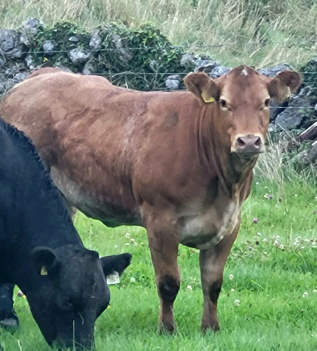 Super roan heifers - Image 1