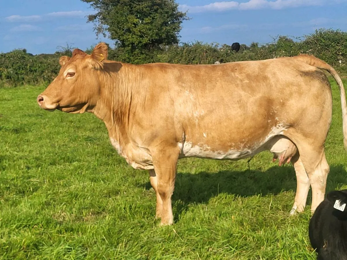 Super roan heifers - Image 2