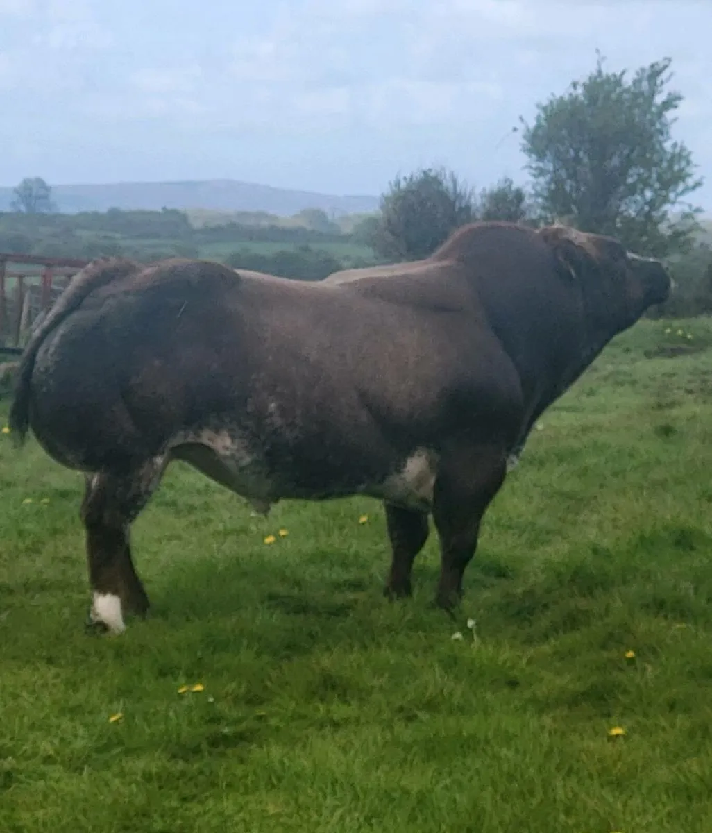 Super roan heifers - Image 3