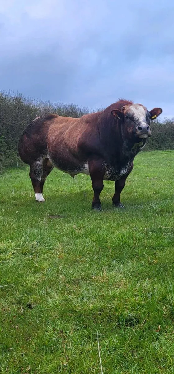 Super roan heifers - Image 4