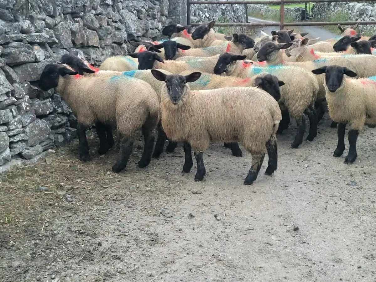 Ewe lambs - Image 1