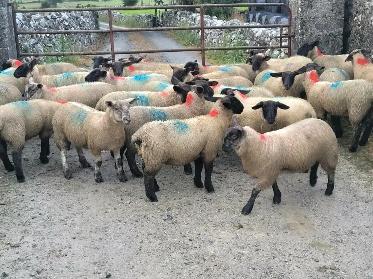 Ewe lambs - Image 2