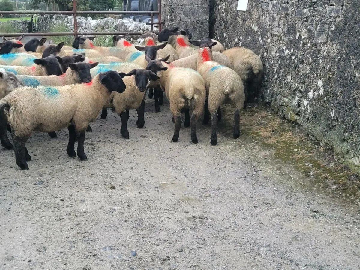 Ewe lambs - Image 3