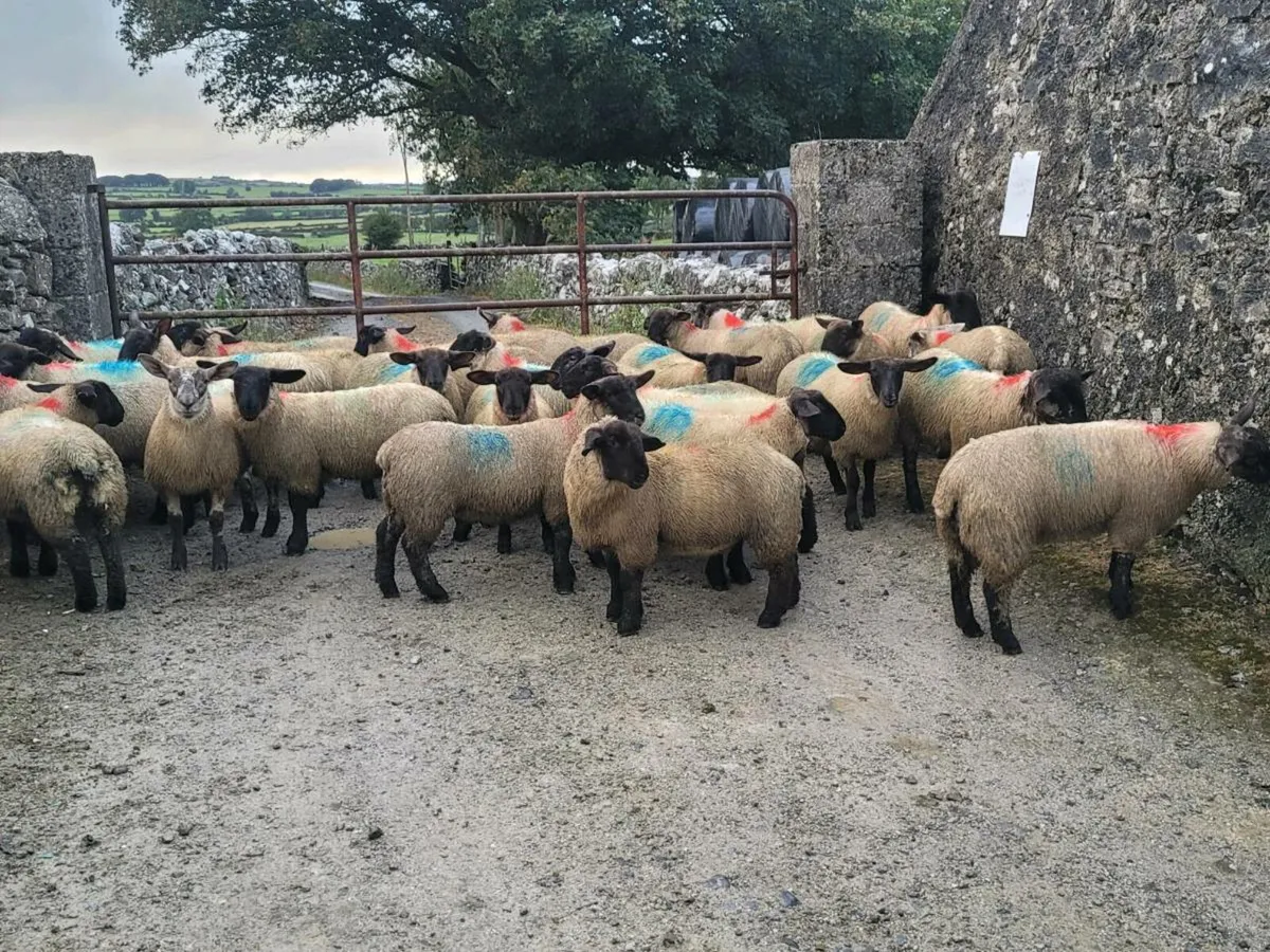 Ewe lambs - Image 4