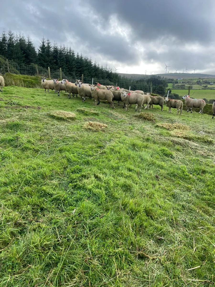 Ewe lambs - Image 3
