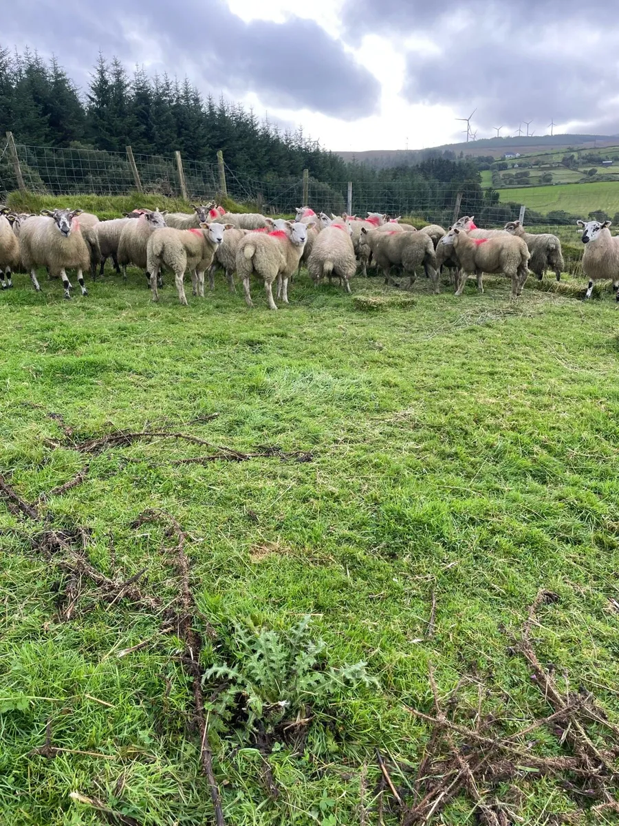 Ewe lambs - Image 4