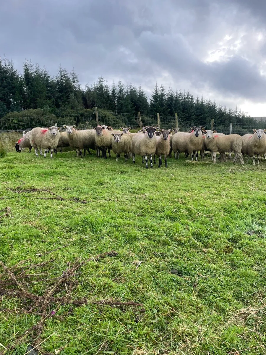 Ewe lambs - Image 1