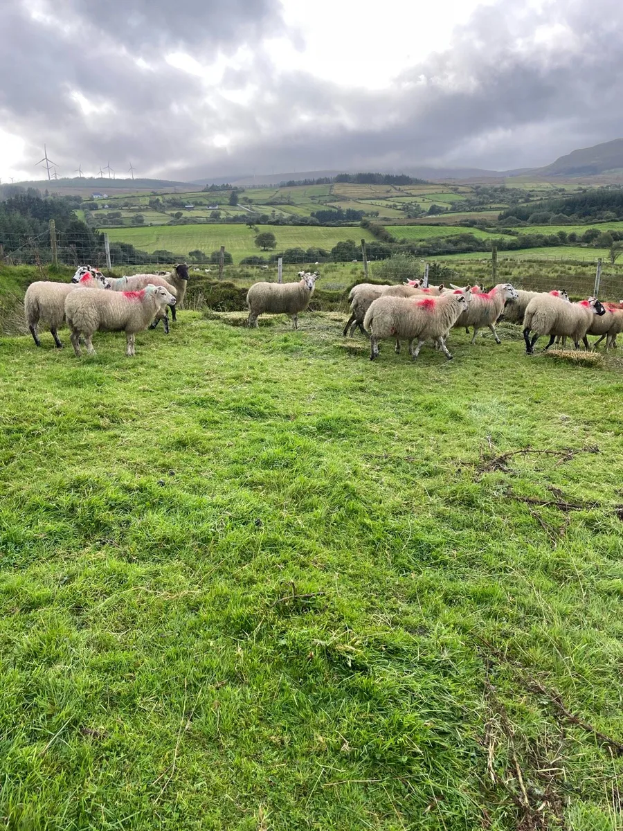 Ewe lambs - Image 2