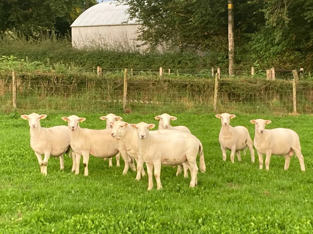 EasyCare Ram Lambs - Image 1